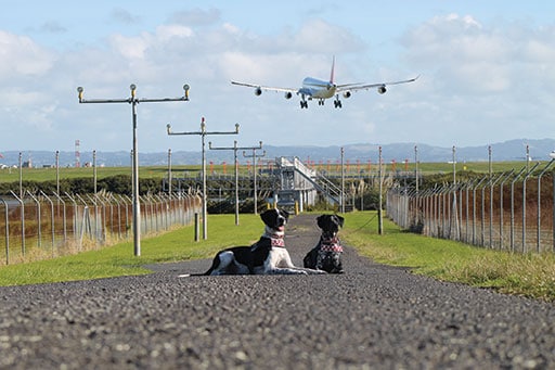 The EDDUs new breed and new recruits (Credit: New Zealand Aviation Security Service)